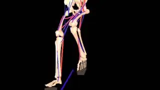 Bike Pedaling Simulation with SIMM - Motion Analysis