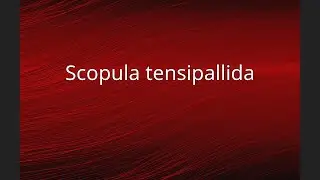 Scopula tensipallida
