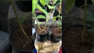 Флоксы Бесплатно!