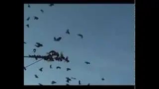 Pigeons / Голуби Шведова Володи