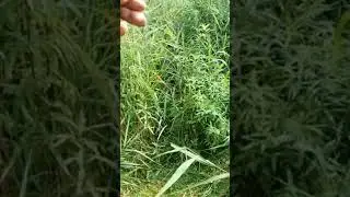 Китайские воблеры в бесклевье
