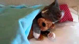 самый милый на свете кот