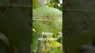 Грушевый клещ, чем обработать?