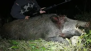 Охота на кабана на овсах 🐗