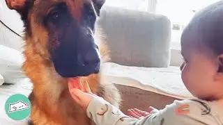 1 Hour Of Dogs Reacting To Babies | Cuddle Buddies