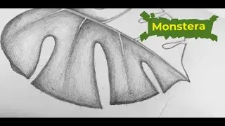 Pencil Sketch: Drawing a Monstera Leaf | Simple and Easy drawing | Tutorial : How to draw a Monstera