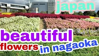 beautiful flowers in nagaoka japan