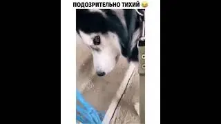 Подозрительно тихий 🐶🐶🐶