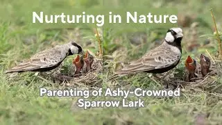 Nurturing in Nature: Parenting of Ashy-Crowned Sparrow Lark