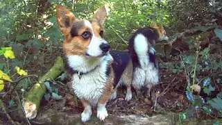 JUNGLE CORGIS - Sony Action Cam HDR-AS10 Outdoors In Shade Video Test