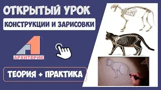 Как нарисовать кота с учетом анатомии🐈 | 🎓 Онлайн-курс рисования для детей бесплатно 👍🏻