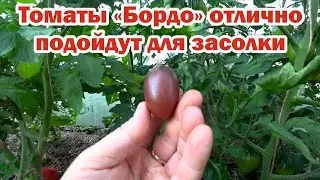 Обзор 12. Томаты - 2022