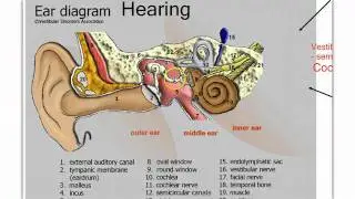Sensory Systems