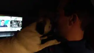 Oliver - the lovin pug :)