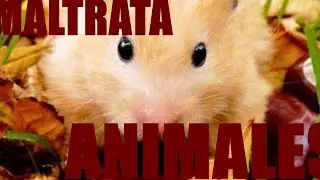 Este YOUTUBER maltrata ANIMALES