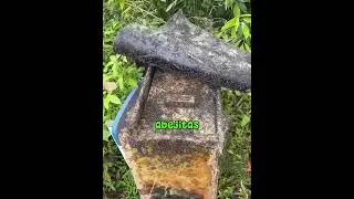 Incredible! She saved a queen bee and thousands invaded her home.