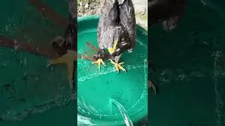Lando wartet auf Badewasser 🙈 ich bin zu langsam 😂 #steppenadler #adler #falknerei