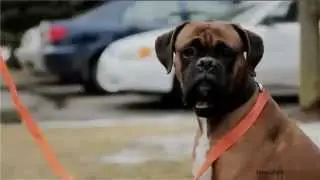 Having a pet may lower risk of heart disease
