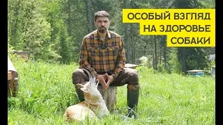Особый взгляд на здоровье собаки. Обращение.