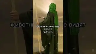 Животные которые видят ангелов 