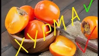 Хурма польза и вред для организма, противопоказания, калорийность