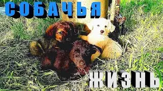 Собачья жизнь: Щенки под дождем