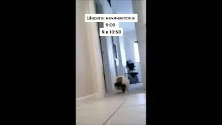 тик ток опаздывает в шарагу