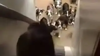 Дагестанский прикол с животными
