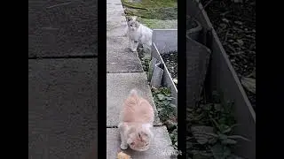 Не зевай....бери булку убегай