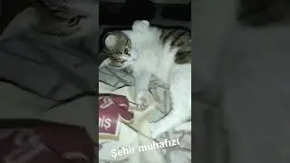 saldır kemal 🐱😂