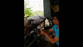 Killing goat part 2