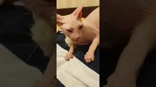 Sphynx cat, named Semen growls and hisses like a tiger)) Doesn't give away his favorite mouse 🤣
