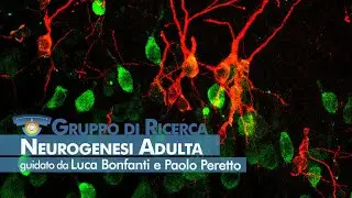 NICO - Neurogenesi Adulta