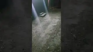 Гадюка серая, болотная | змея