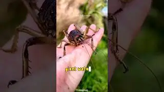 Giant Weta: The World's Largest Insect