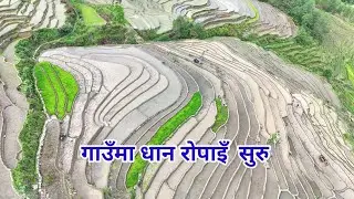 गाउँमा धान रोफ्न सुरु भैसकेको छ। #temkemaiyung2 #village #traditionalriceplantinginnepal