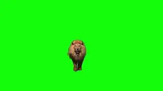 10 June 2020walking tiger effect green screen video vfx