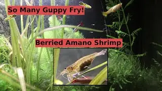 Swarm of Guppy Fry and Berried Amano Shrimp | 29 Gallon Planted Tank Episode 9