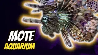 Mote Marine Lab & Aquarium | Main Building Indoors