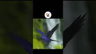UPBGE - Parrots Collection