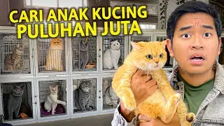 CARI ANAK KUCING PULUHAN JUTA KE CATTERY TERBAIK DI BANDUNG! DILEPASIN SEMUA KELUAR KANDANGNYA!