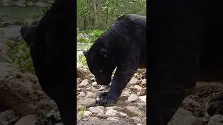 Ягуар Багира в Подмосковном сафари-парке #сафарипарк #забавныеживотные #animals #ягуар #cub #cubs