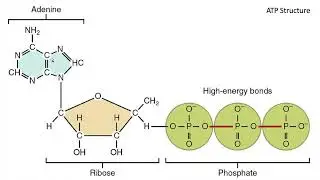 BIOL111 Enzymes and Metabolism