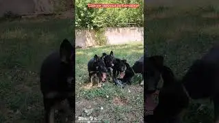German shepherd puppy. Щенки немецкой овчарки.#dog #dogs #shepherd #puppydog #puppy #животные #gsd