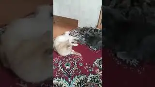 Алуга-луга-луга коты Please Go Away