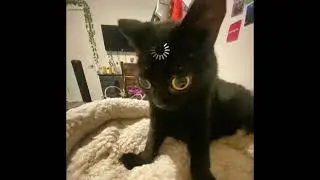 (FREE) PinkPantheress x Piri | Black cat