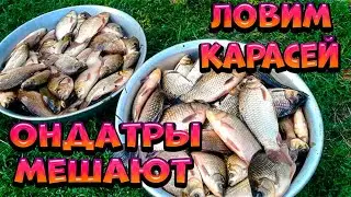 We catch crucian carp with our hands, muskrats get in the way