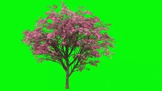 Green Screen tree video effects overlay