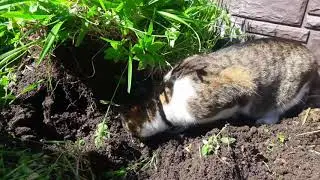 Жора снова на даче