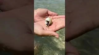 Mr🦞 #crab #india #amazing #sea #bali #indonesia #hermitcrab #water
